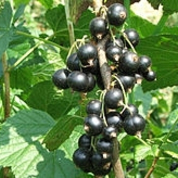 Ribes nigrum 'Consort' 