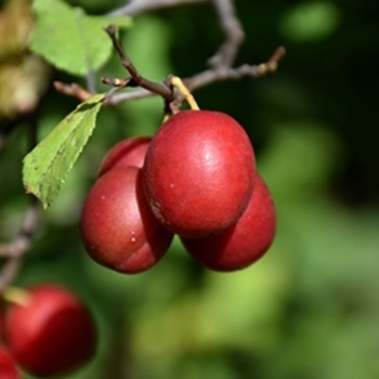 Prunus salicina 'Toka' 