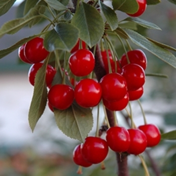 Prunus cerasus 'Evans Bali' 