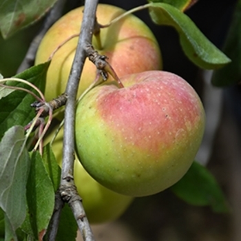 Malus 'Minnewashta' 