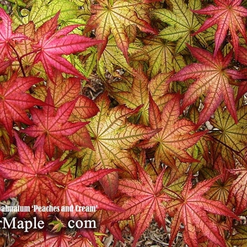 Acer palmatum 'Peaches and Cream' 