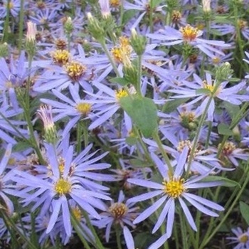 Aster macrophyllus 'Twilight' 