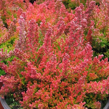 Calluna vulgaris 'Blazeaway' 