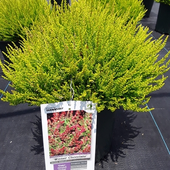 Calluna vulgaris 'Winter Chocolate' 