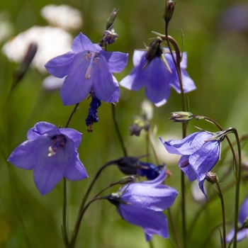 Campanula rotundifolia