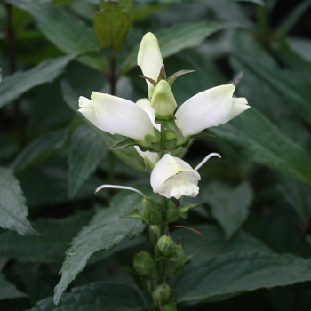 Chelone glabra 'Black Ace' 