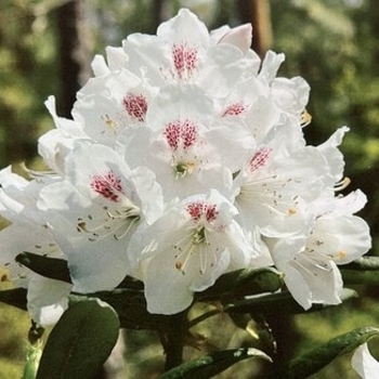 Rhododendron 'Cunningham's Blush' 