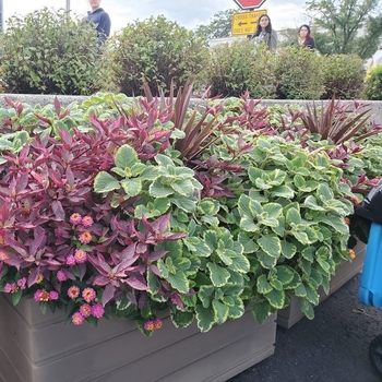 Plectranthus 'Lemon Twist' 