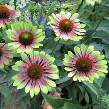 Echinacea purpurea 'Green Twister' 