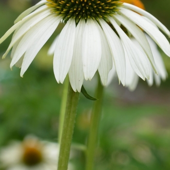 Echinacea purpurea 'Happy Star' 