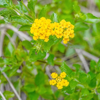 Lantana depressa