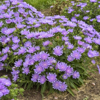 Stokesia laevis