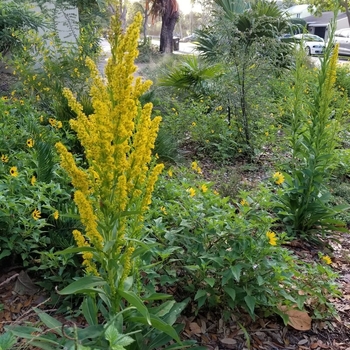 Solidago sempervirens