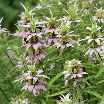 Monarda punctata