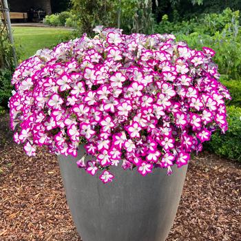 Petunia 'Ringo Star' 