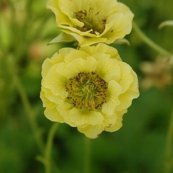 Geum 'Banana Daiquiri' PP25351