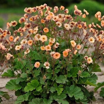 Geum 'Mai Tai' PP22433