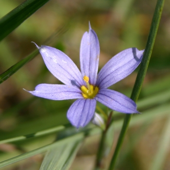 Sisyrinchium angustifolium