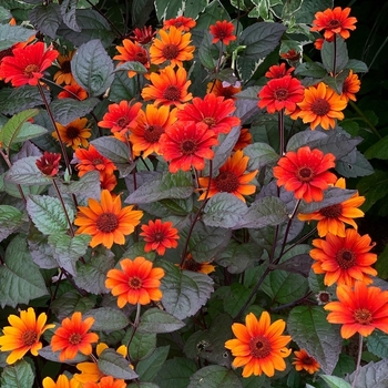 Heliopsis helianthoides v. scabra 'Burning Hearts' 