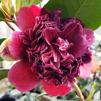 Camellia japonica 'White by the Gate' 