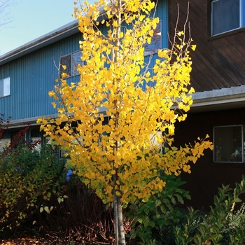 Ginkgo biloba 'The President' 