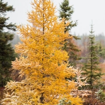 Larix laricina