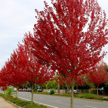 Acer rubrum 'Frank Jr' PP16769