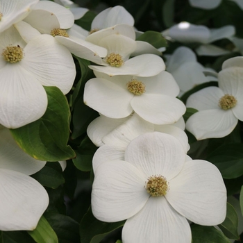 Cornus x elwinortonii 'KN4-43' PP16293