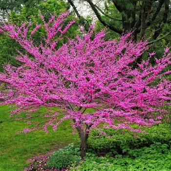 Cercis canadensis 'Pink Trim' 