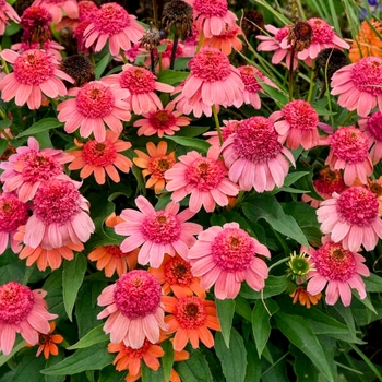 Echinacea 'Rainbow Sherbet' 