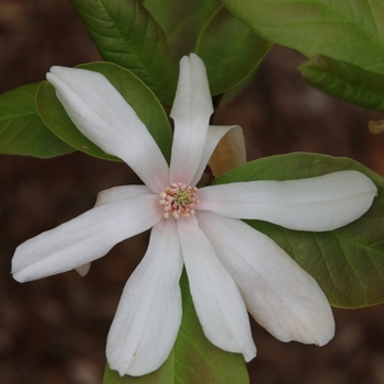 Magnolia x loebneri 'Ruth' 