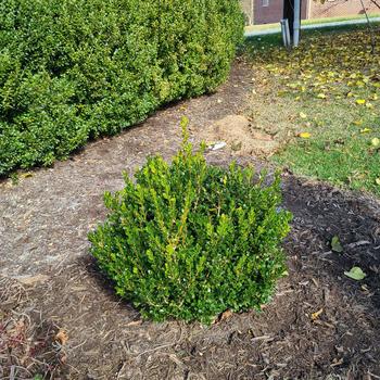 Buxus microphylla 'LP 03' PPAF