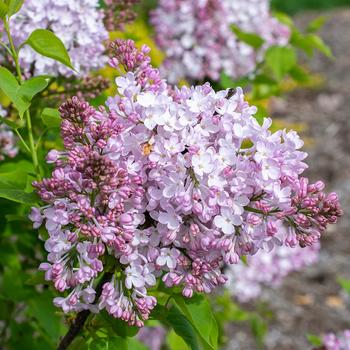 Syringa vulgaris New Age™ '' (277454)