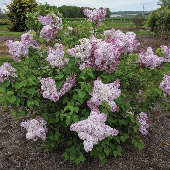 Syringa vulgaris 'G13110' PPTBS