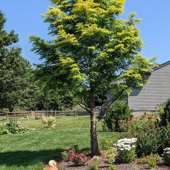 Metasequoia glyptostroboides 'Amber Glow™' (277456)