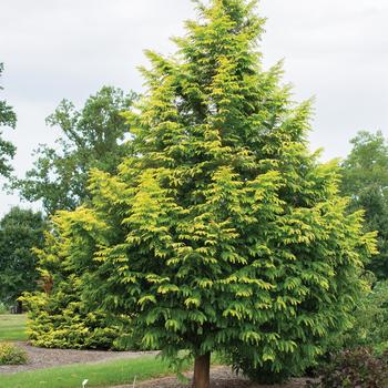 Metasequoia glyptostroboides 'WAH-08AG' PP29472