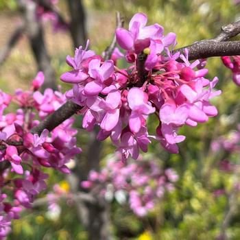 Cercis 'Gilded Hearts®' (277458)