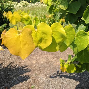 Cercis 'Gilded Hearts®' (277459)