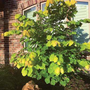 Cercis 'Gilded Hearts®'