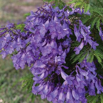 Jacaranda mimosifolia 'Bonsai Blue™' (277461)