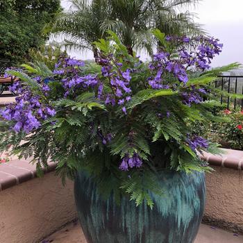 Jacaranda mimosifolia 'Sakai01' PP26574