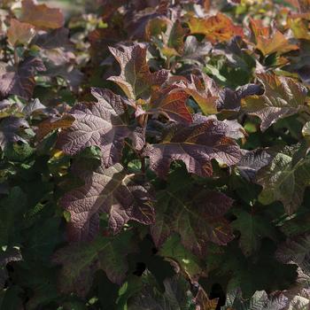 Hydrangea quercifolia 'Autumn Reprise™' (277464)