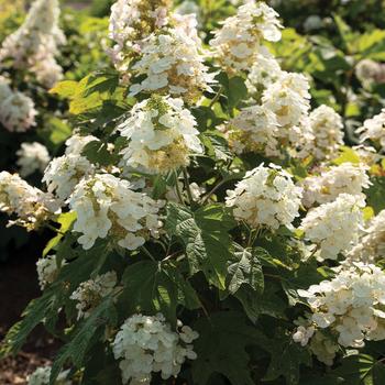 Hydrangea quercifolia '1925querrep' PPAF