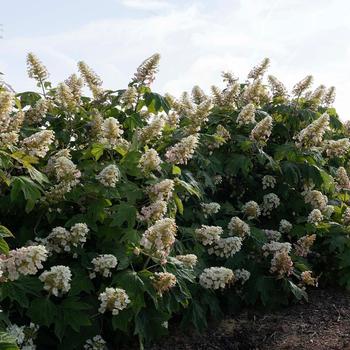 Hydrangea quercifolia 'Autumn Reprise™' (277466)