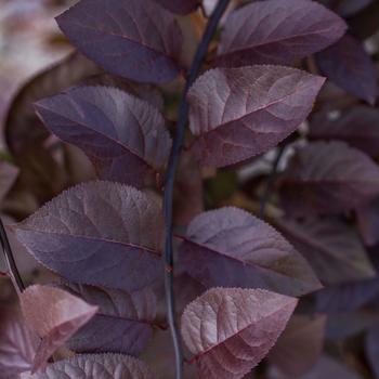 Prunus cerasifera 'Purple Plunge®' (277468)