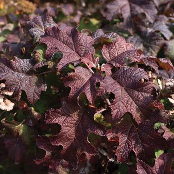 Hydrangea quercifolia 'Li'l Annie Oakleaf™' (277470)