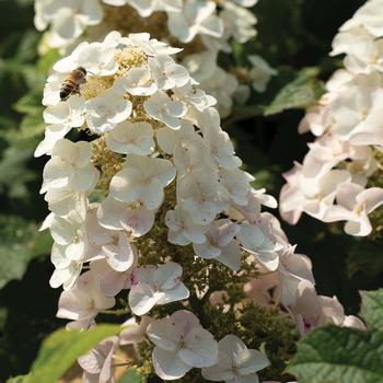 Hydrangea quercifolia 'Li'l Annie Oakleaf™' (277471)