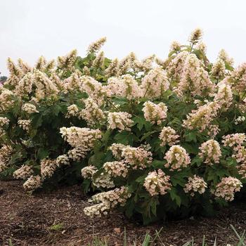 Hydrangea quercifolia 'Oakann1588' PP36030