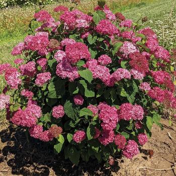 Hydrangea arborescens '3792resgea' 