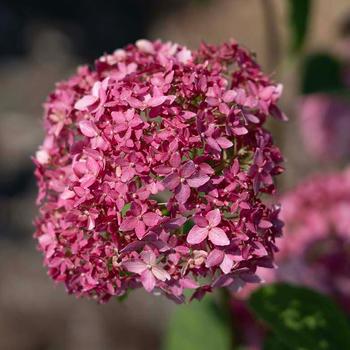 Hydrangea arborescens American Lace™ '' (277474)